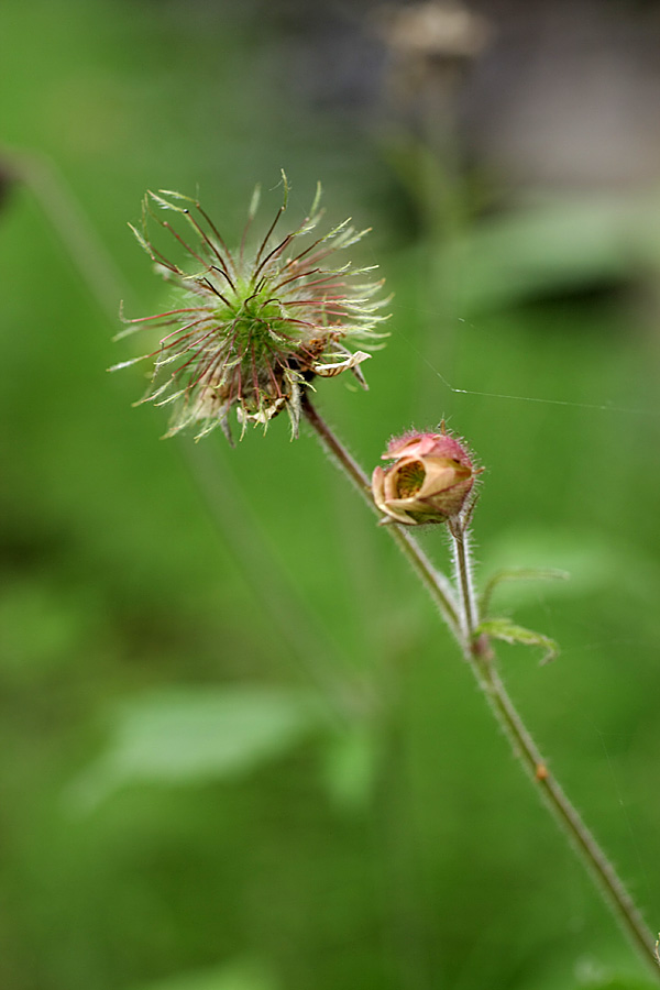 Изображение особи Geum rivale.