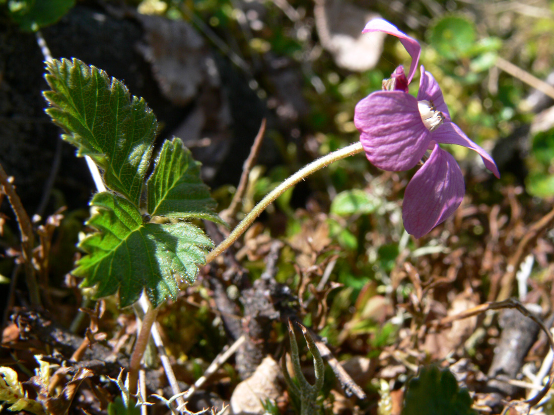 Image of Rubus arcticus specimen.