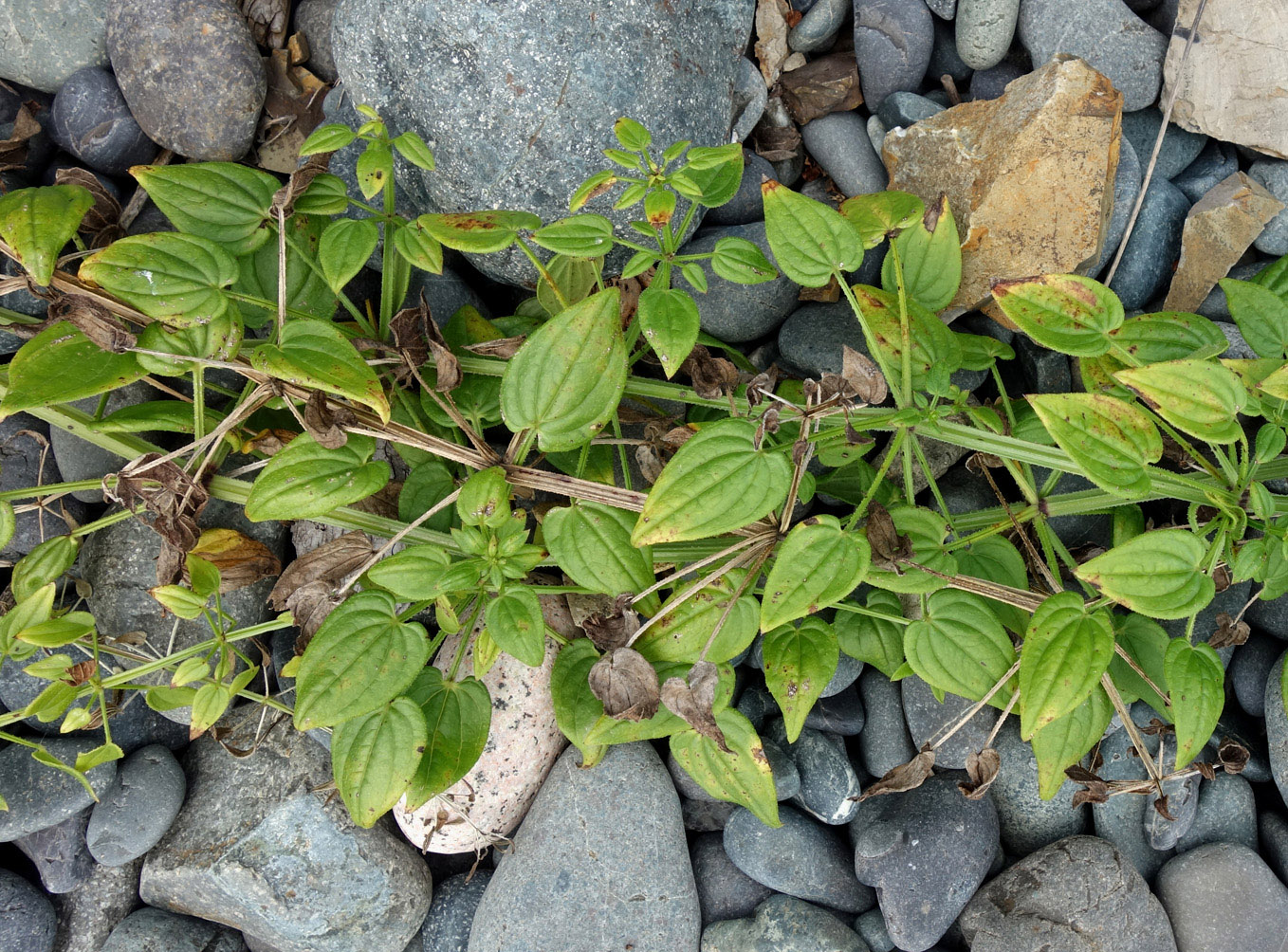 Изображение особи Rubia cordifolia.