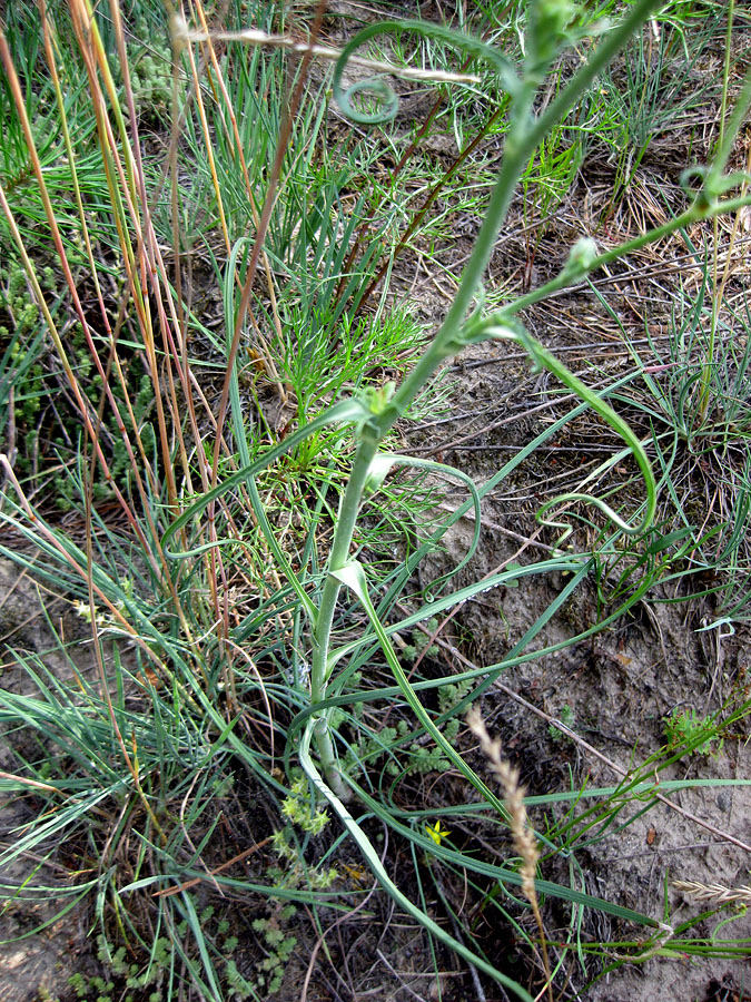 Image of Tragopogon ucrainicus specimen.