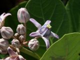 Calotropis gigantea