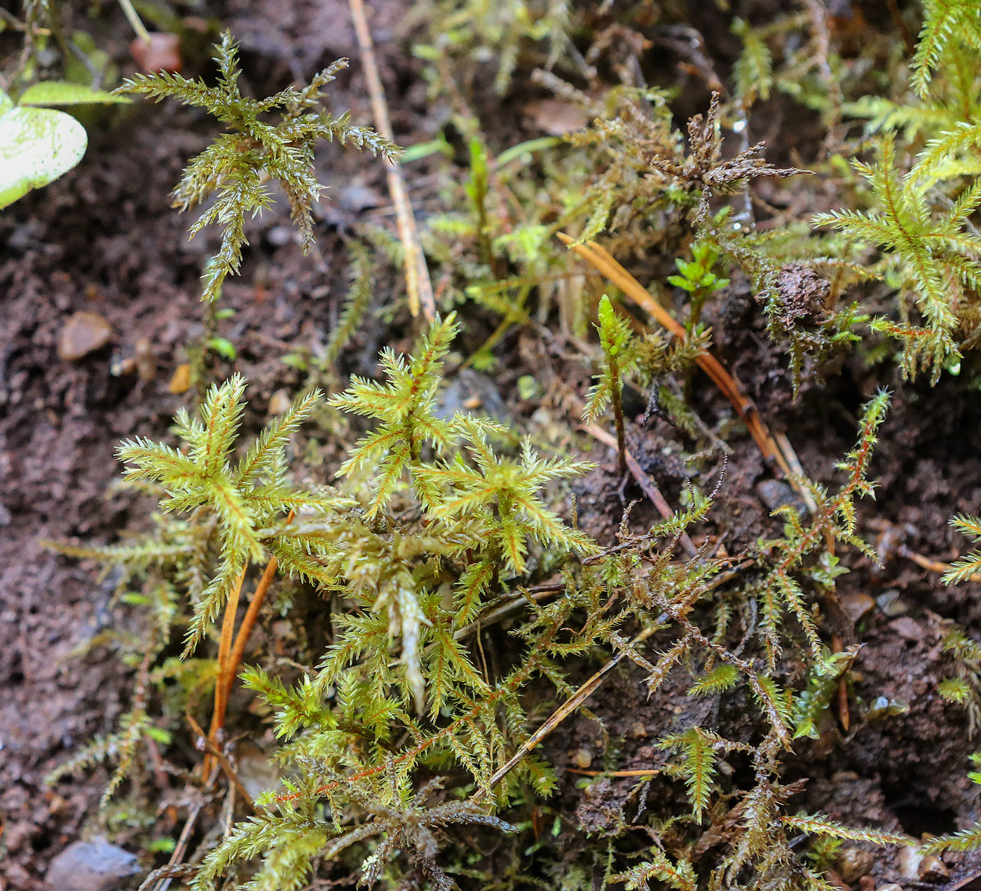 Изображение особи Climacium dendroides.