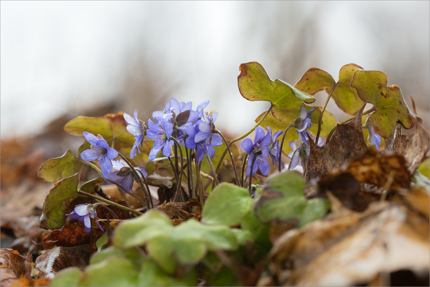 Изображение особи Hepatica nobilis.