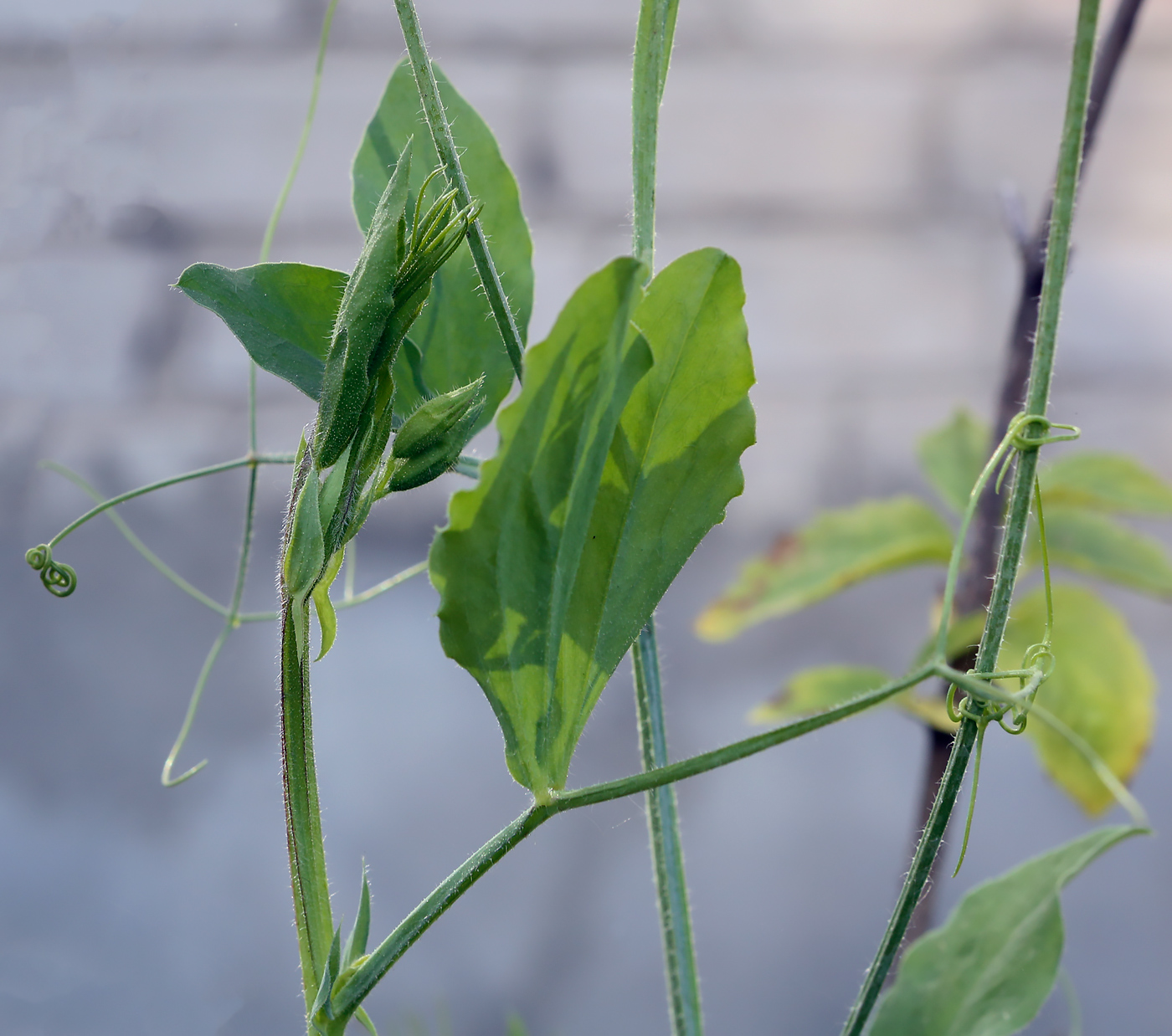 Image of Lathyrus odoratus specimen.