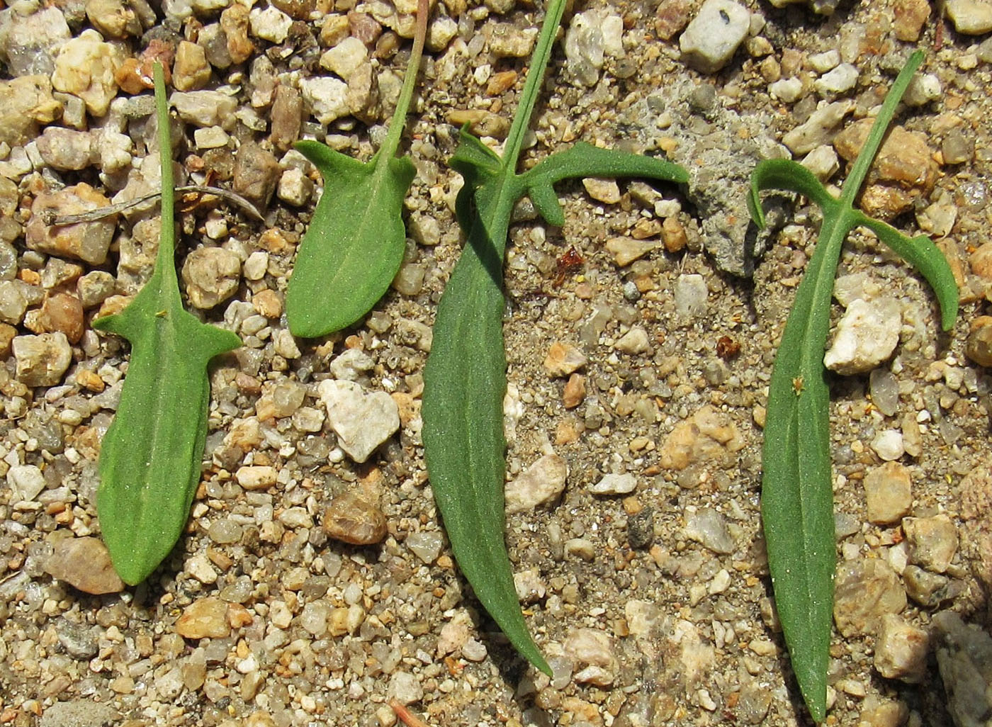 Image of Rumex acetosella specimen.