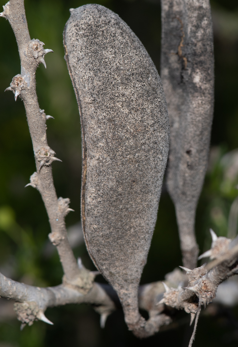 Image of Vachellia hebeclada specimen.