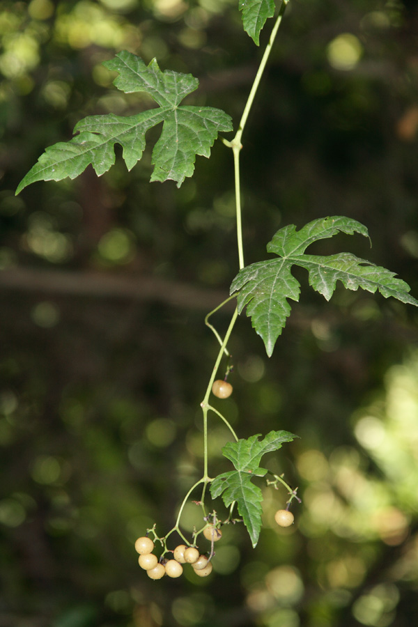 Image of Ampelopsis aconitifolia specimen.