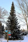 Abies nephrolepis