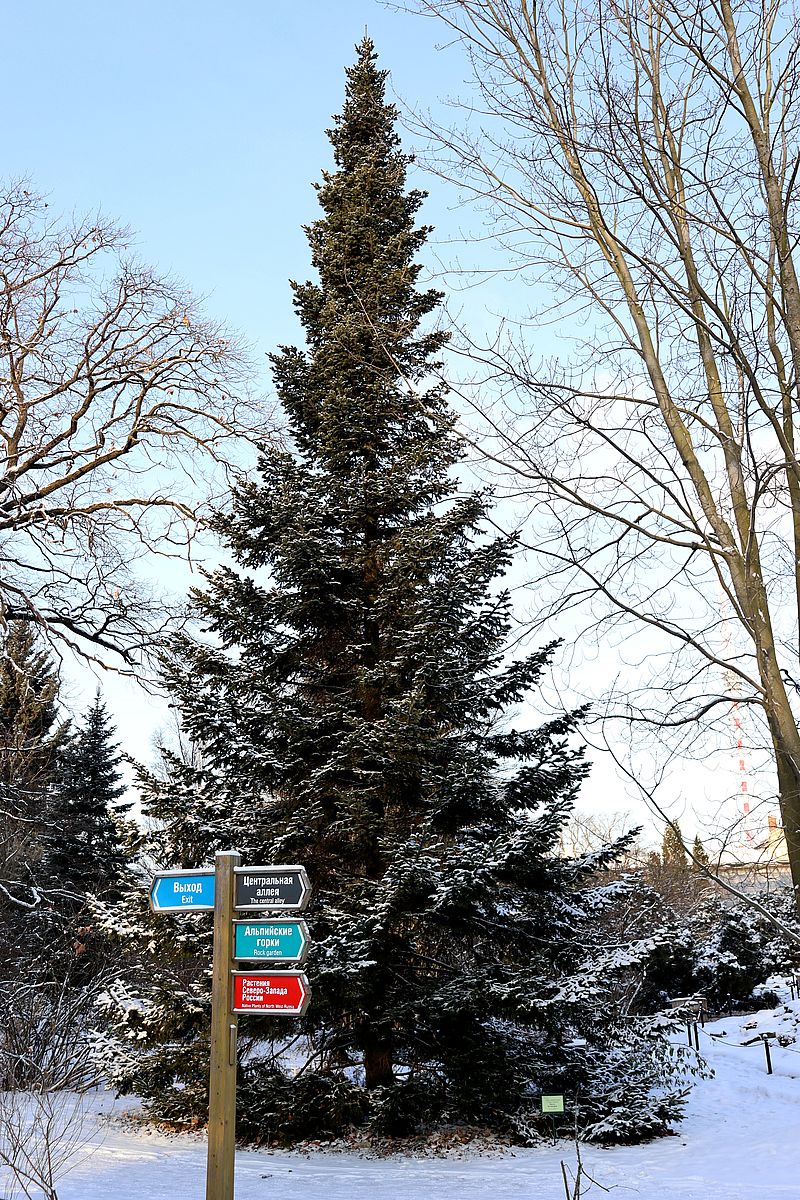 Image of Abies nephrolepis specimen.