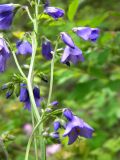 Polemonium caeruleum. Соцветие. Красноярский край, Эвенкийский р-н, Государственный природный заповедник \"Тунгусский\", разнотравный луг.