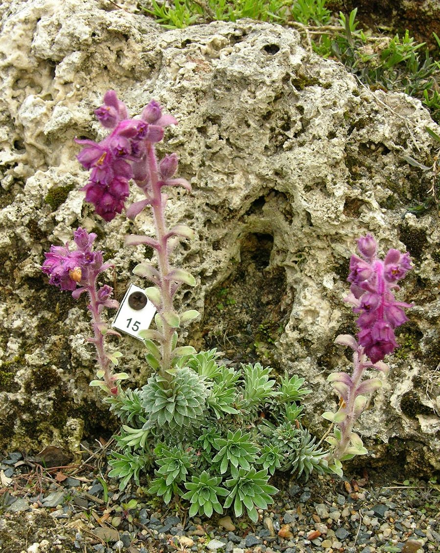 Image of Saxifraga sempervivum specimen.