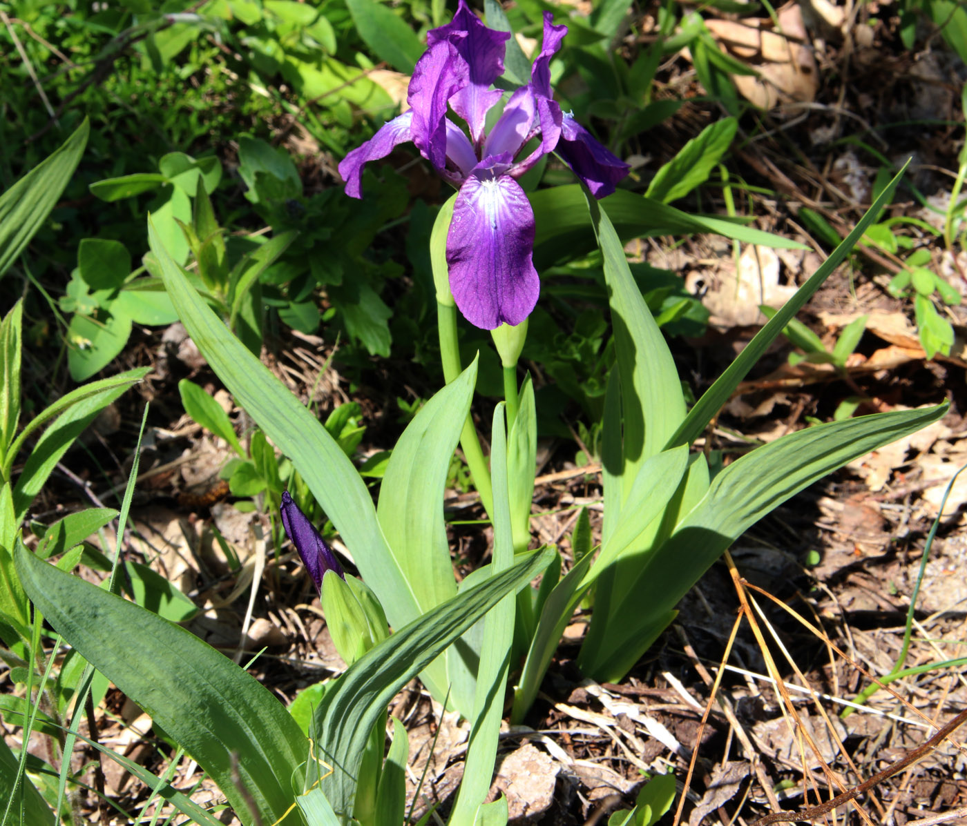 Image of Iris aphylla specimen.