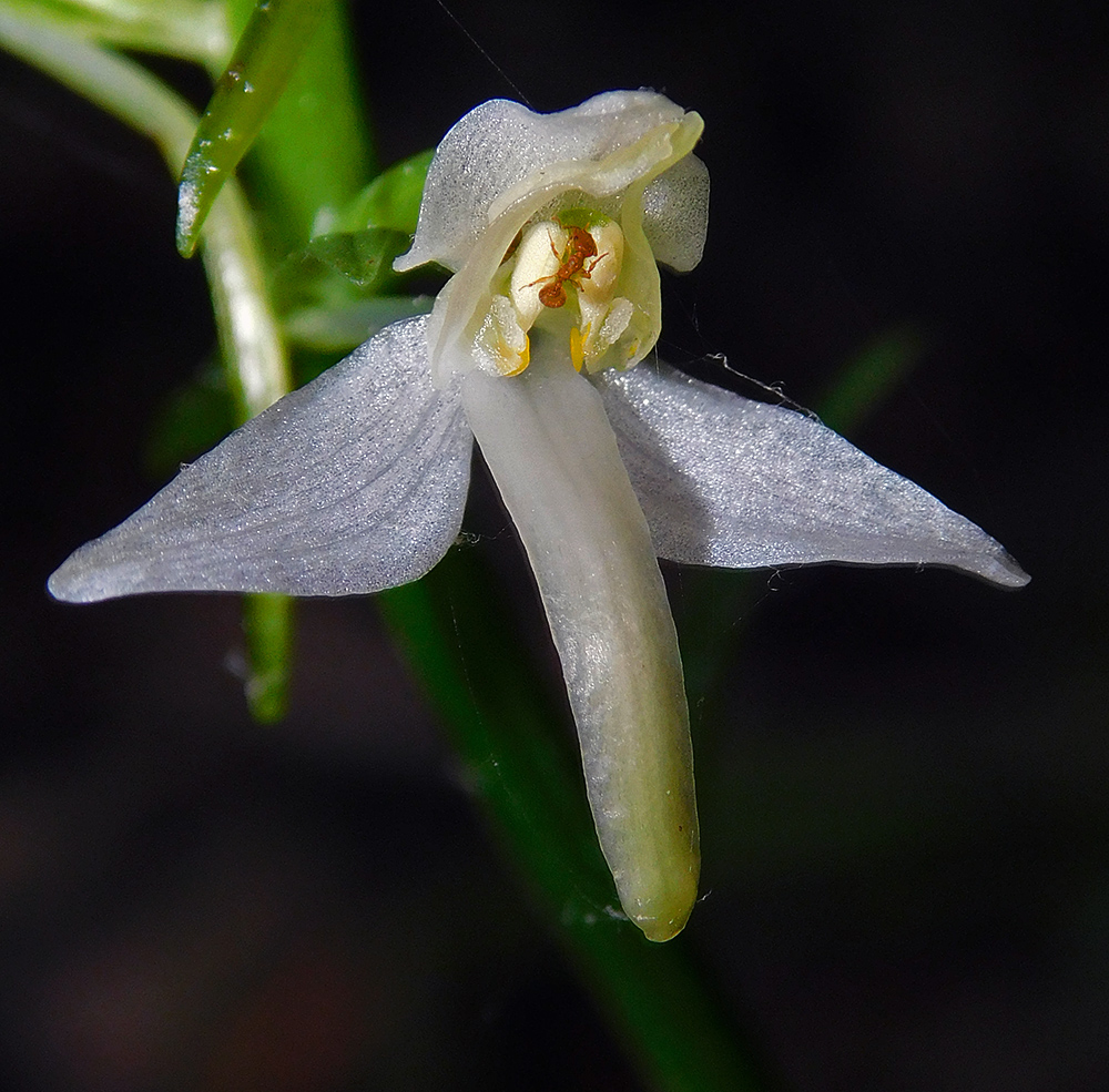 Image of Platanthera bifolia specimen.