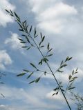 Festuca pratensis