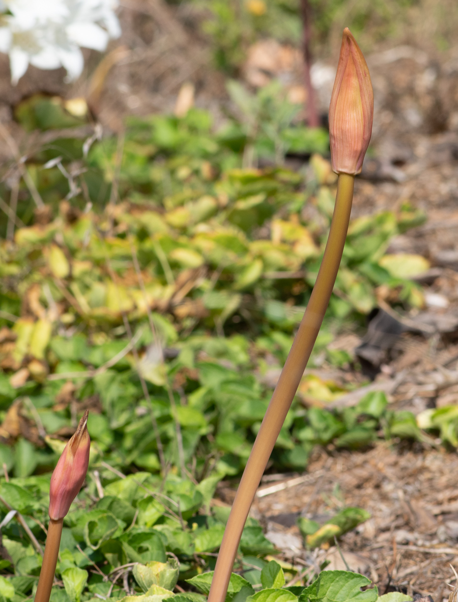 Image of Amaryllis belladonna specimen.