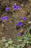 род Campanula. Верхушка цветущего растения. Карачаево-Черкесия, Малокарачаевский р-н, верховья р. Бермамыт, около 2000 м н.у.м., субальпийский луг. 08.07.2021.