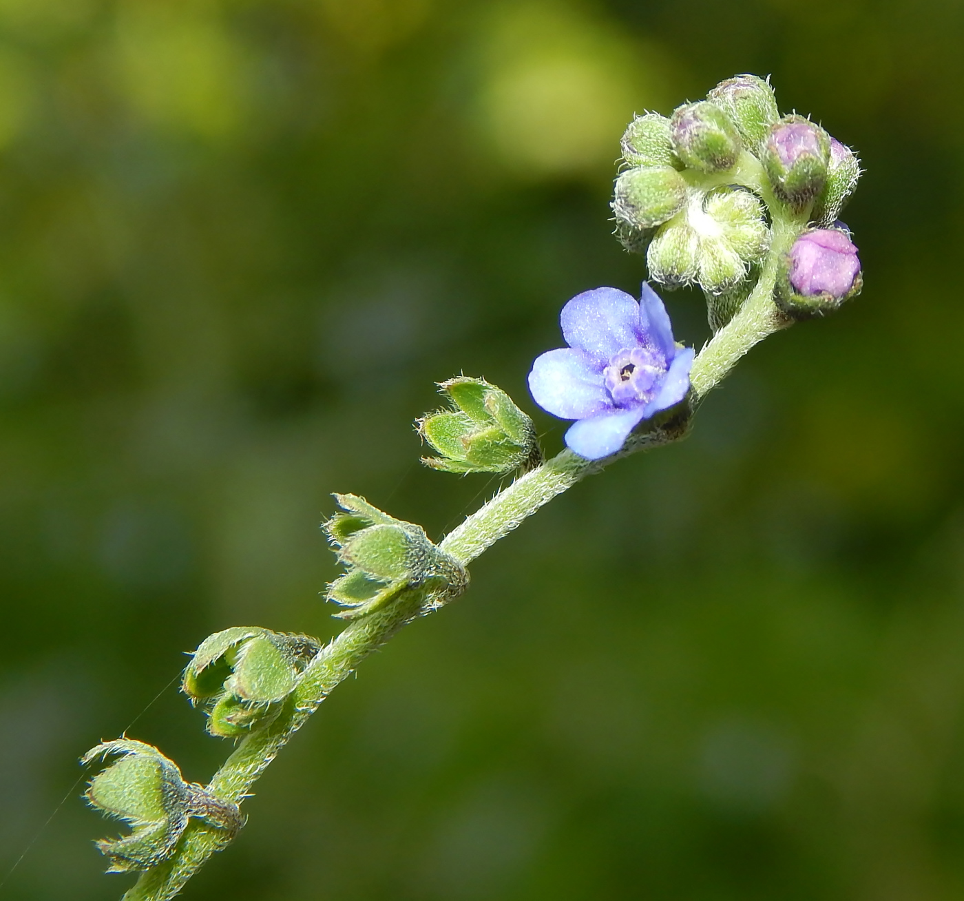 Изображение особи Paracynoglossum glochidiatum.