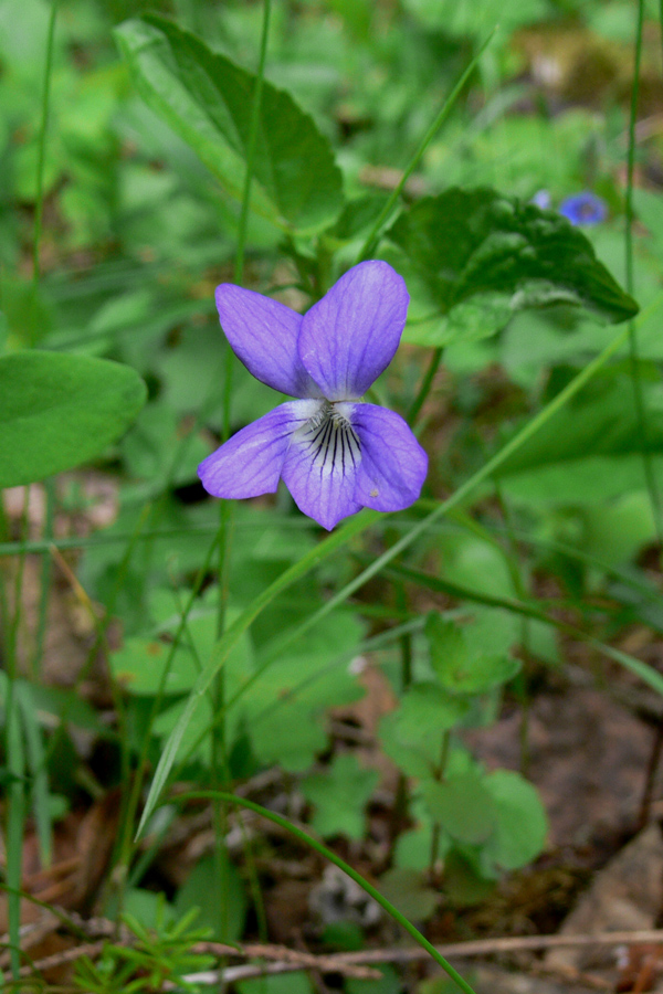 Image of Viola ruppii specimen.