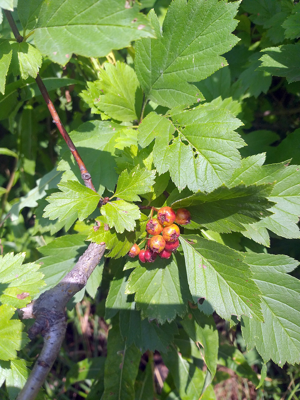 Изображение особи Crataegus chlorocarpa.