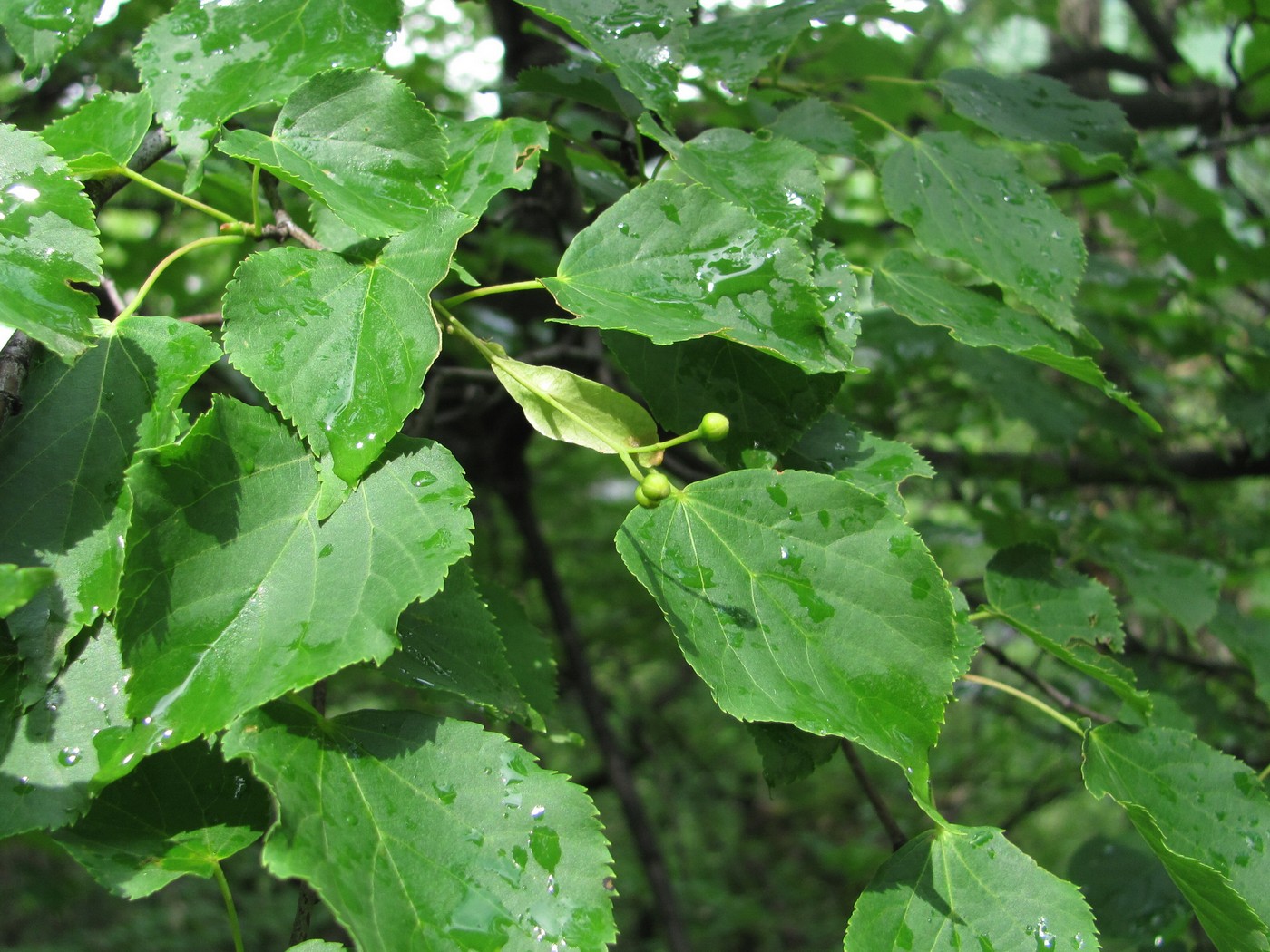 Изображение особи Tilia cordata.