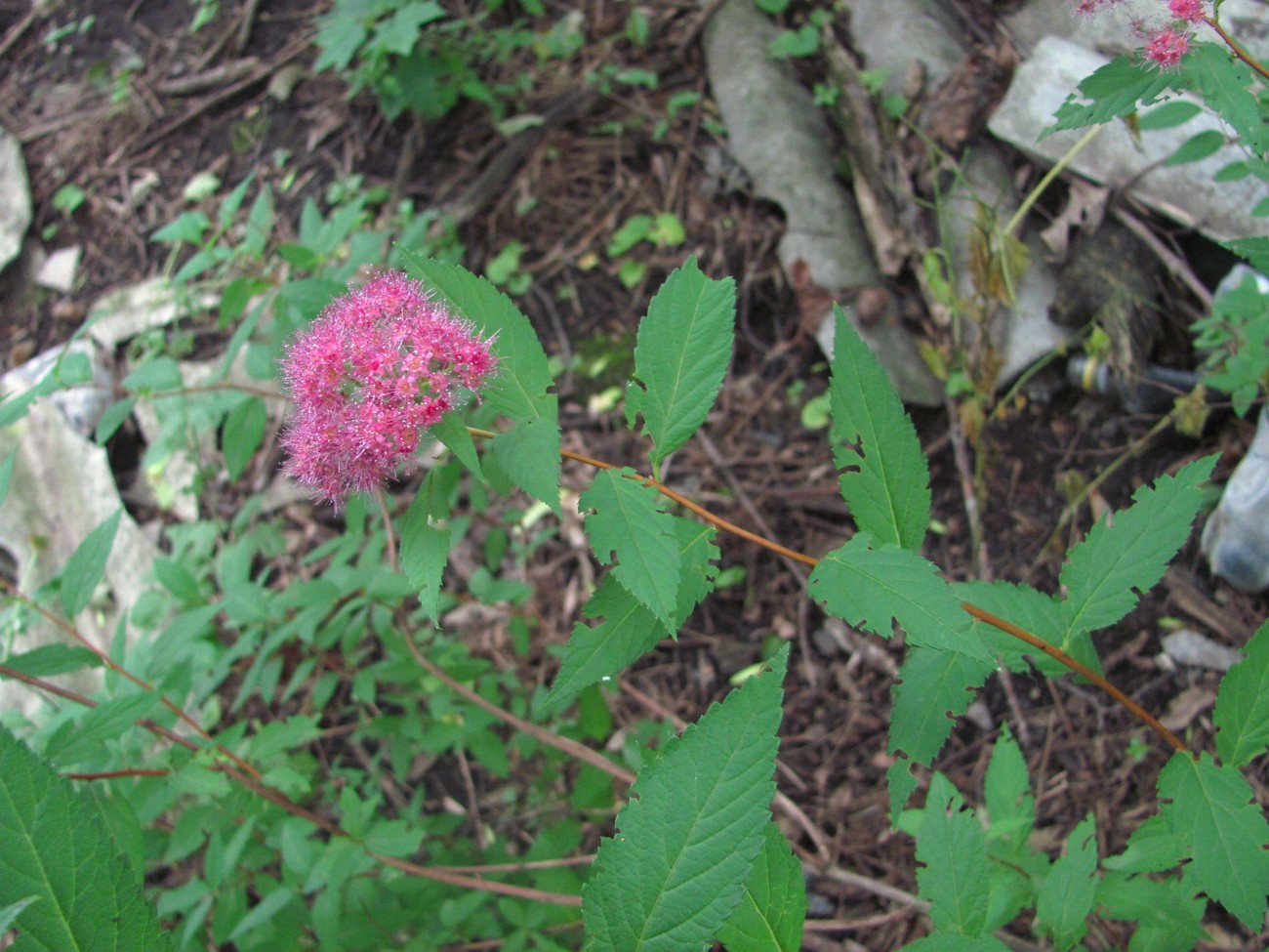 Изображение особи Spiraea japonica.