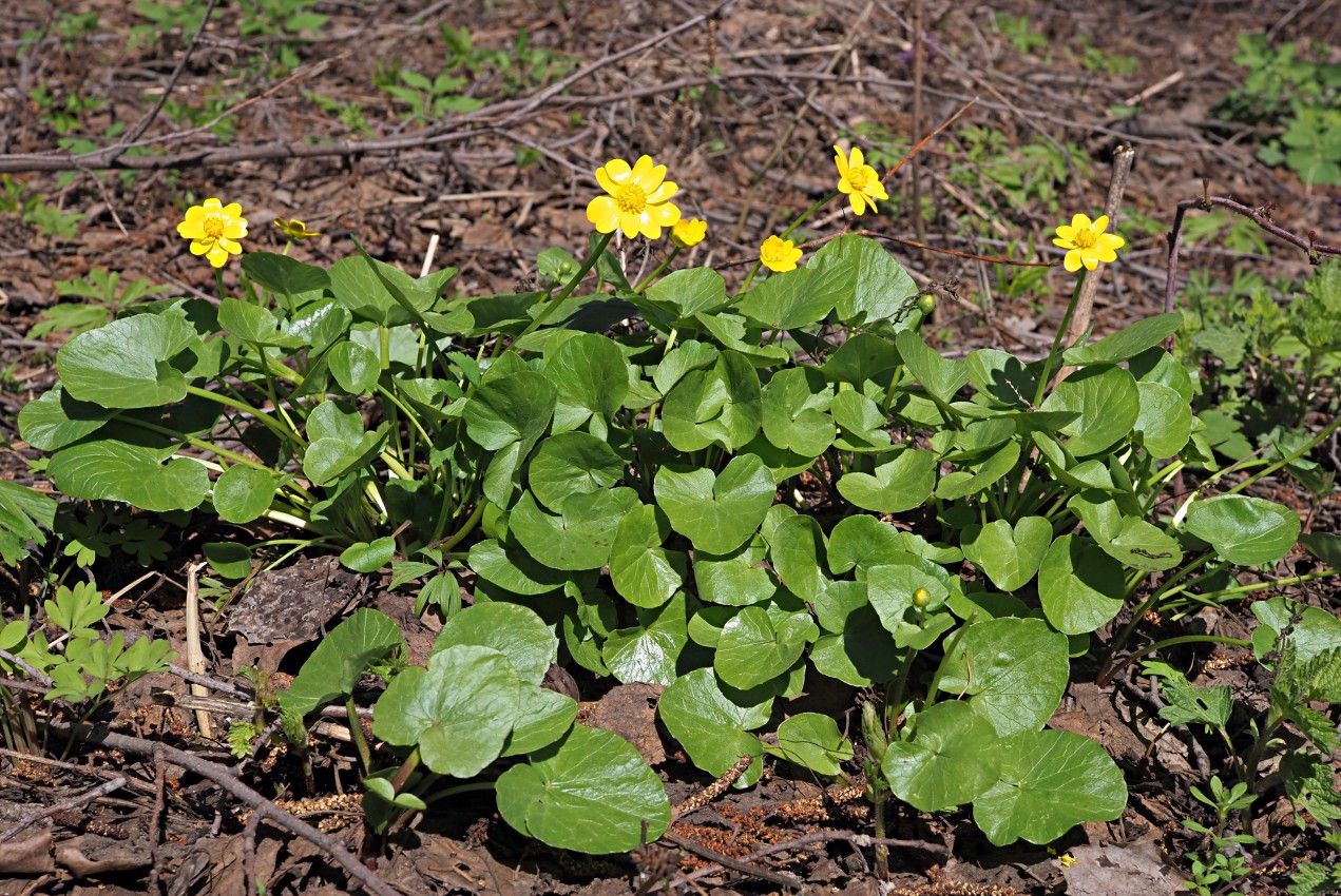 Image of Ficaria verna specimen.