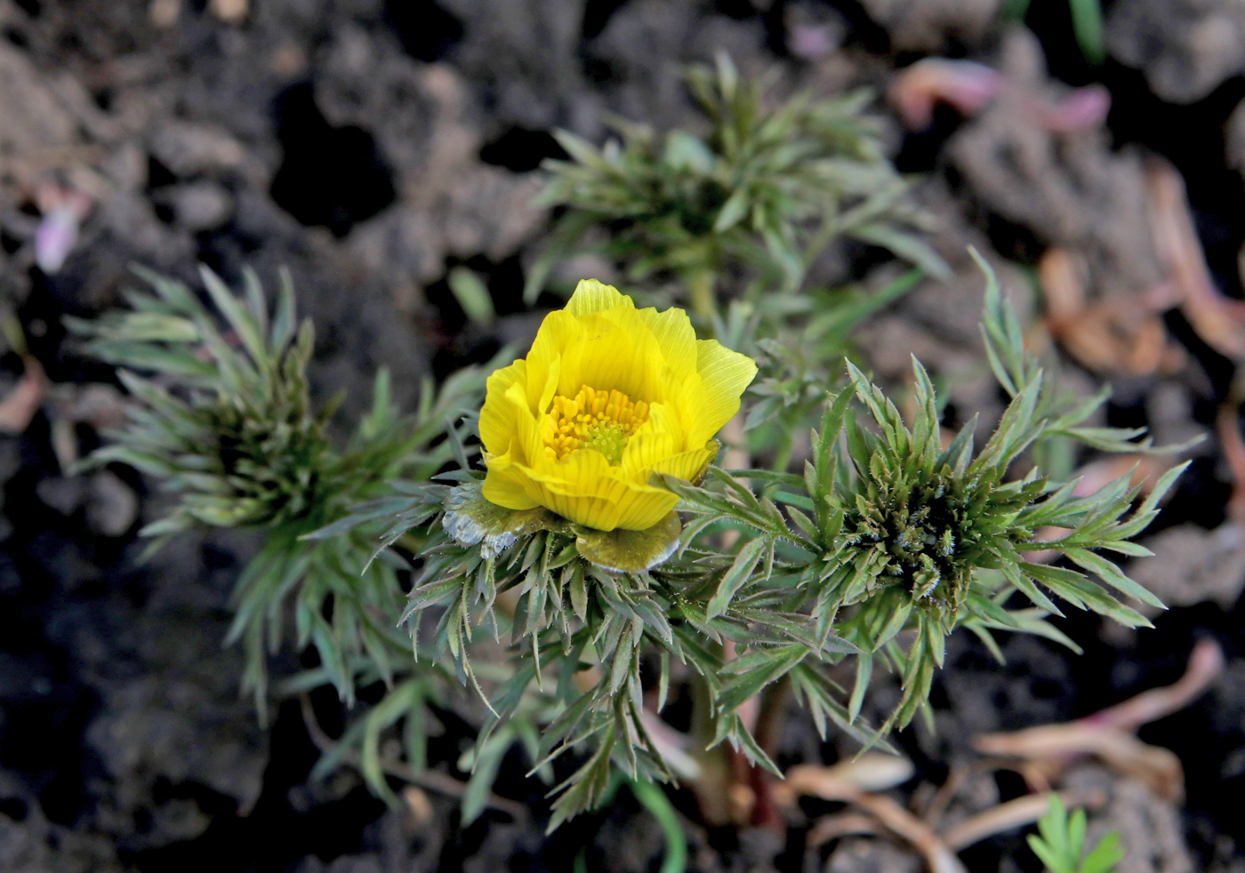 Image of Adonis volgensis specimen.