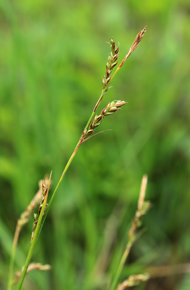 Image of Carex pediformis specimen.