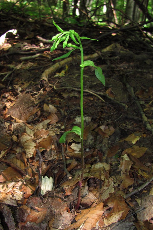 Image of Epipactis persica specimen.