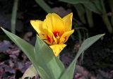 Tulipa tschimganica