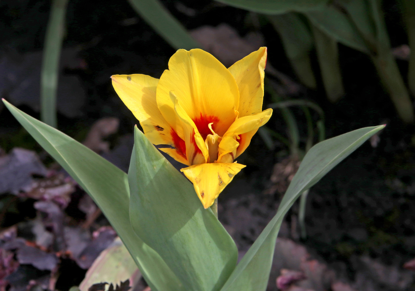 Image of Tulipa tschimganica specimen.