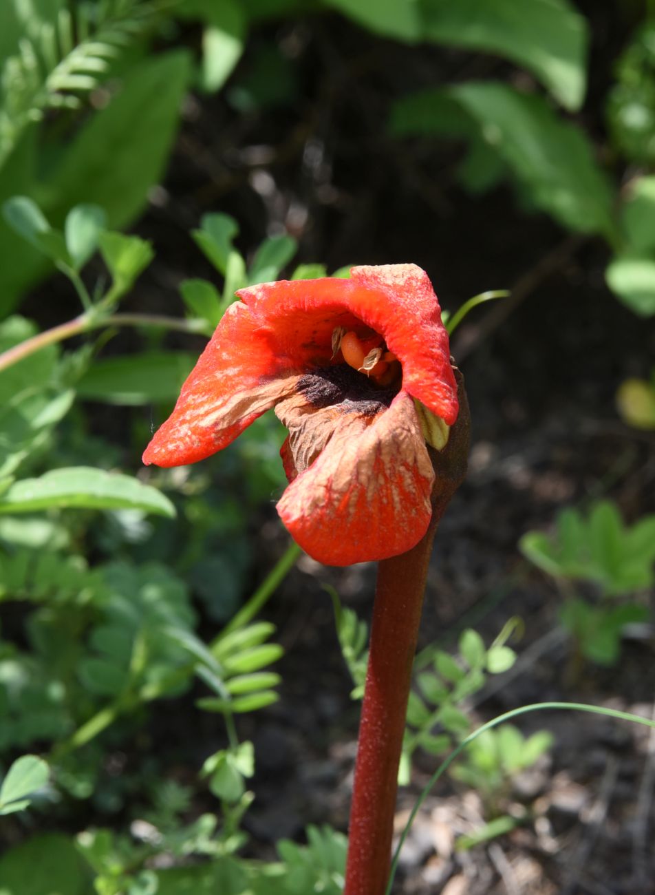 Image of Phelypaea coccinea specimen.