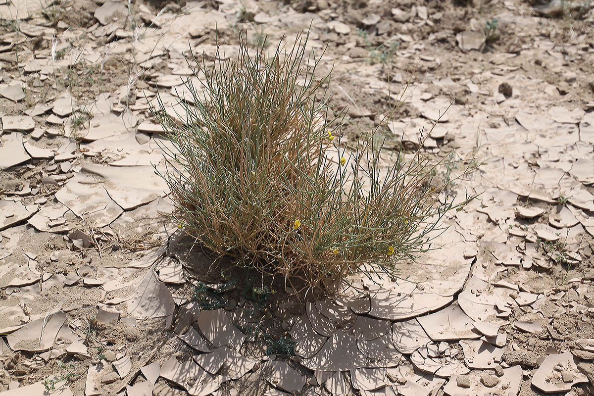 Image of familia Fabaceae specimen.