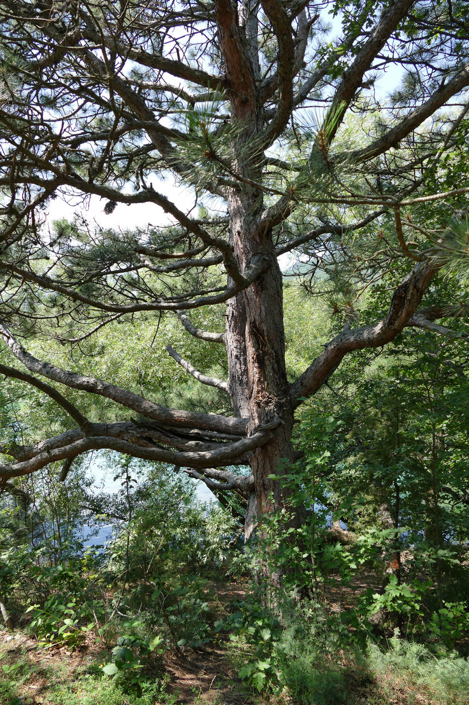 Изображение особи Pinus sylvestris.