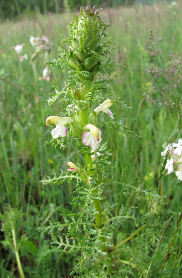 Image of Pedicularis myriophylla specimen.