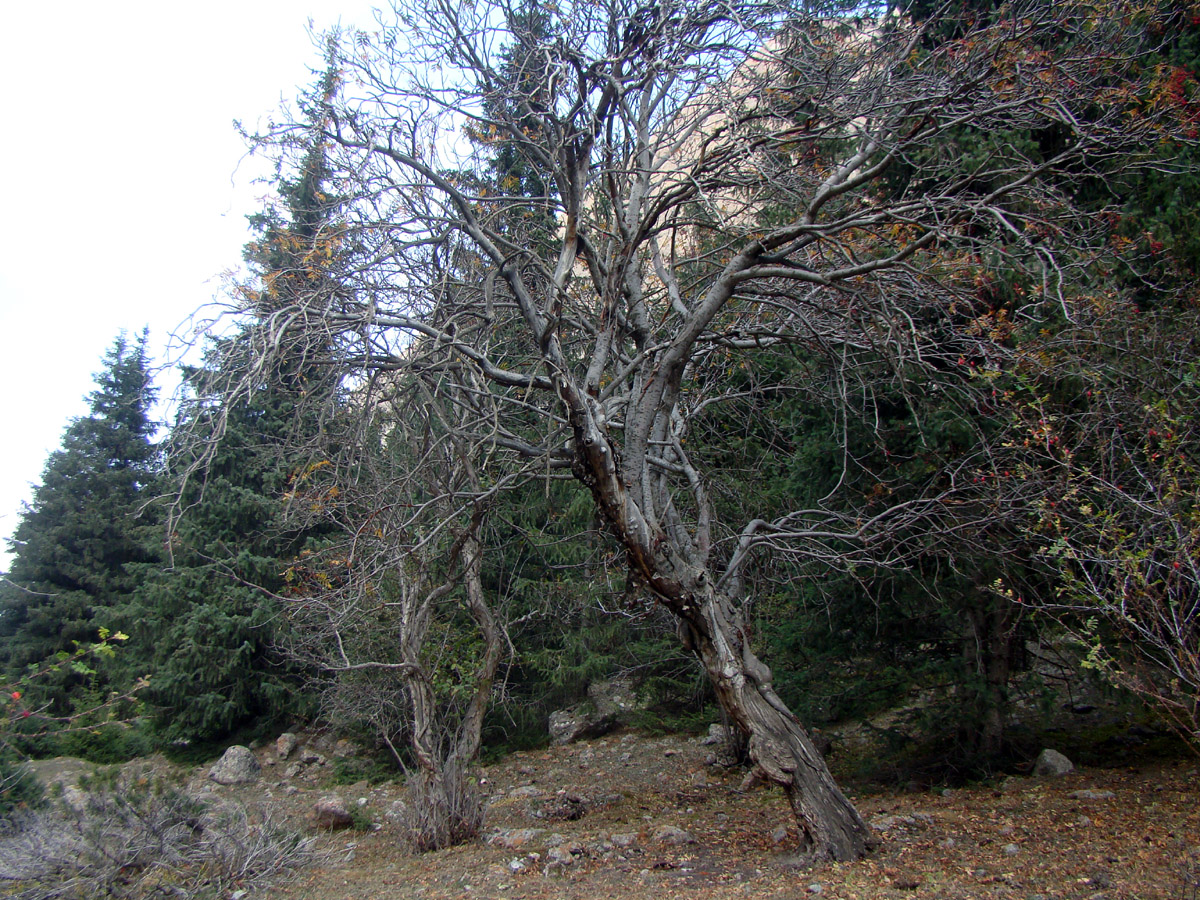 Image of Sorbus tianschanica specimen.