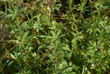 genus Galium. Плодоносящее растение. Калужская обл., Боровский р-н, берег р. Протва в 100 м выше устья р. Исьма, пойменный луг. 27 сентября 2022 г.