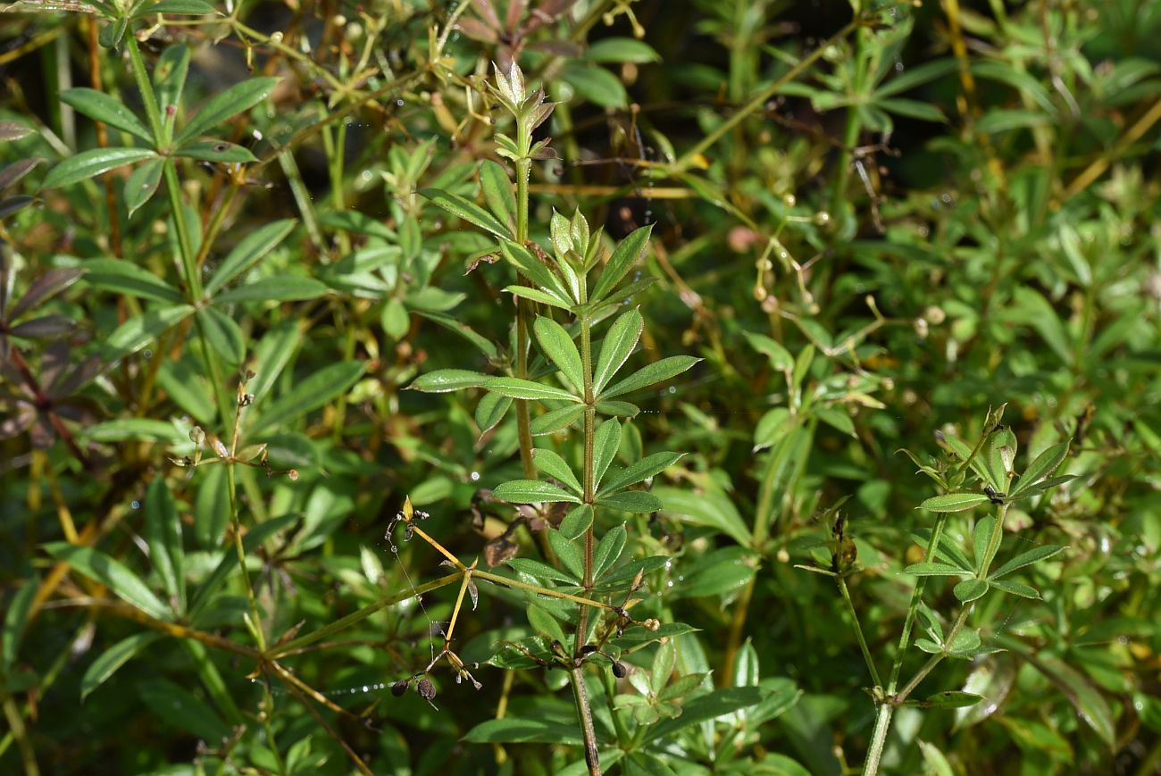 Image of genus Galium specimen.