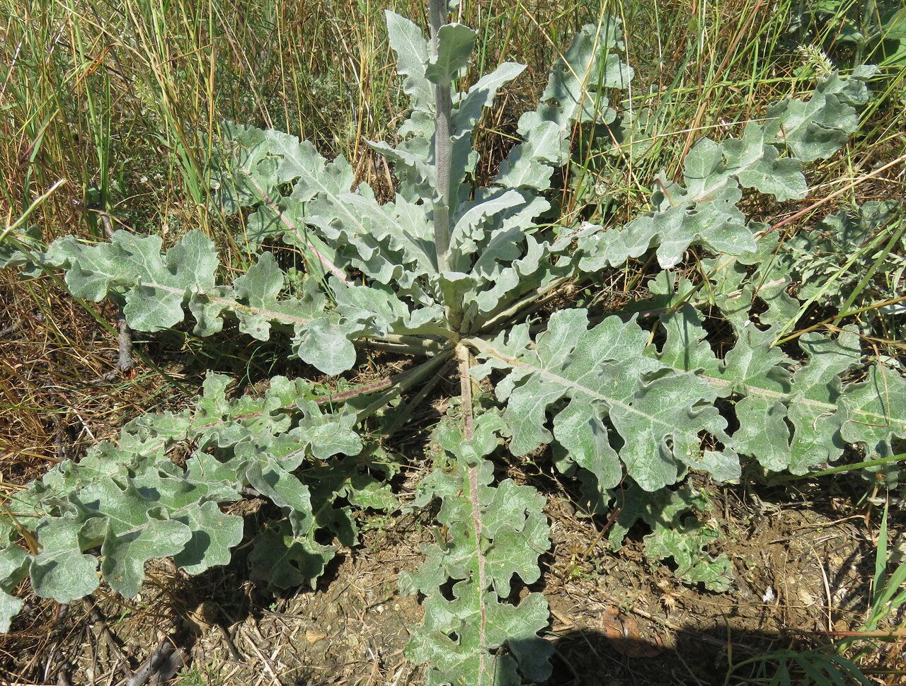 Image of Verbascum pseudonobile specimen.