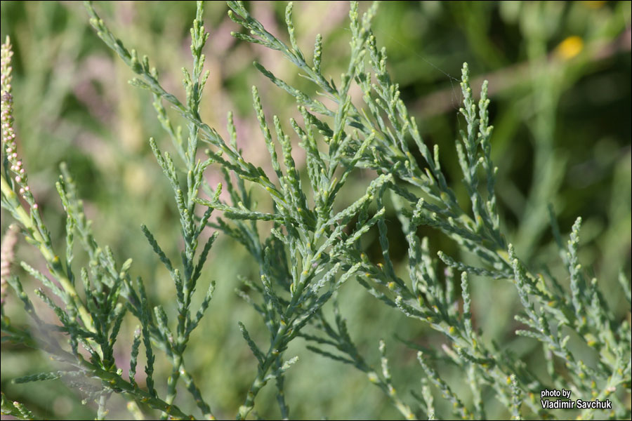 Image of Tamarix ramosissima specimen.