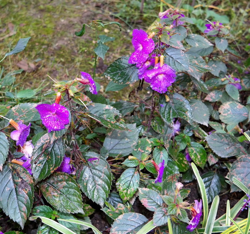 Изображение особи Achimenes grandiflora.