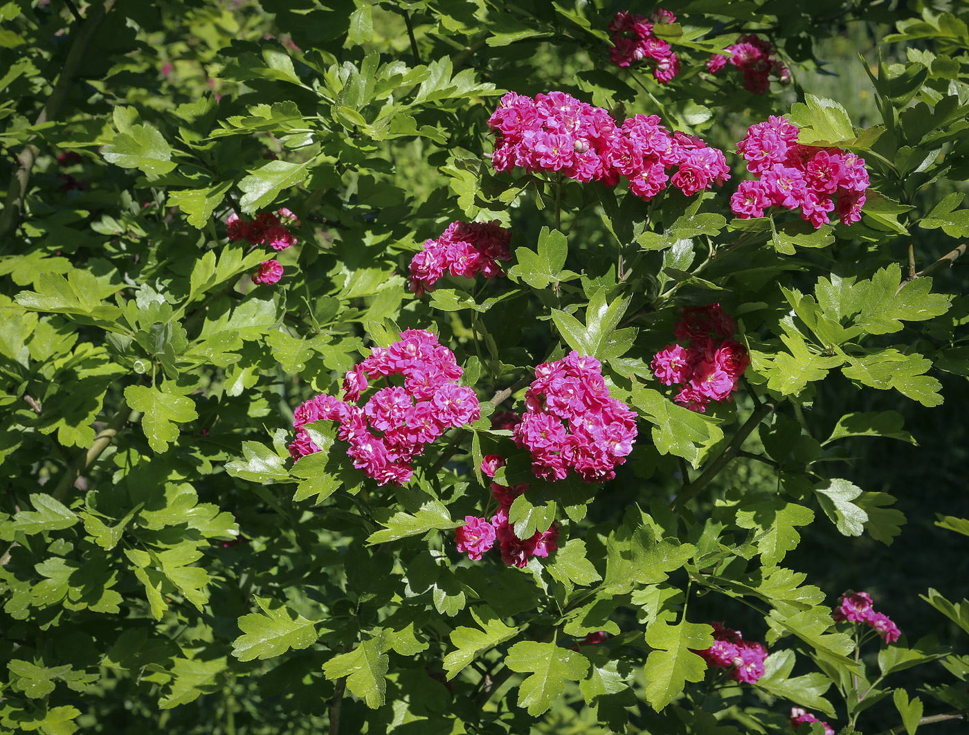 Image of genus Crataegus specimen.