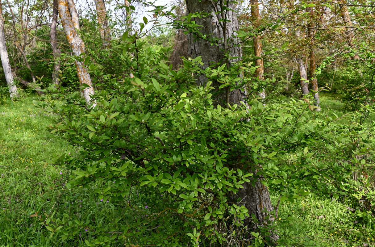 Изображение особи Mespilus germanica.