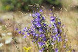 Campanula rotundifolia. Верхушки цветущих растений. Ленинградская обл., Выборгский р-н, побережье Финского залива, разнотравно-злаковый луг на песке. 03.07.2021.