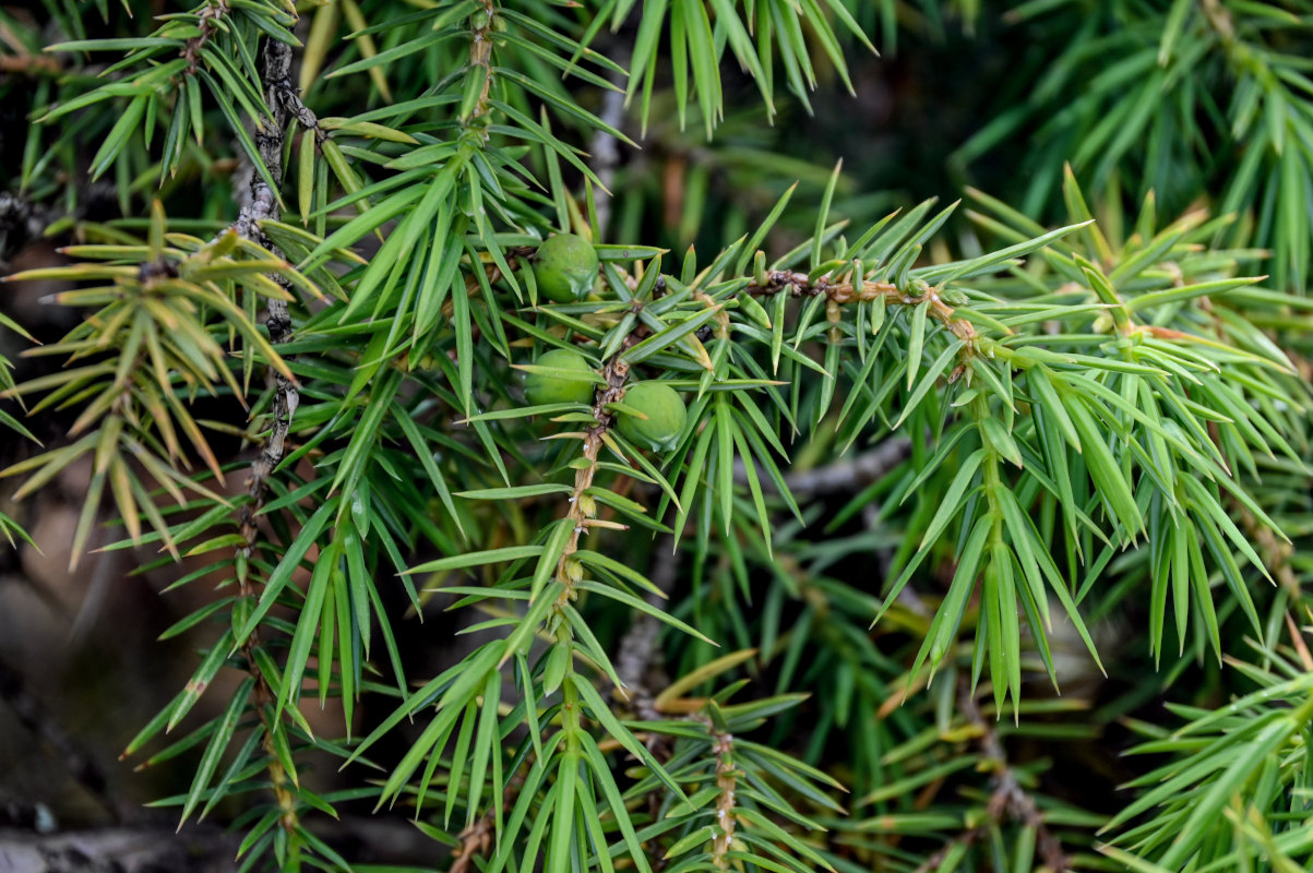 Изображение особи Juniperus oblonga.