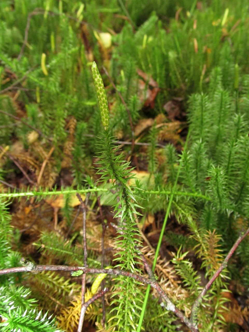 Изображение особи Lycopodium annotinum.