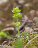 Cruciata laevipes