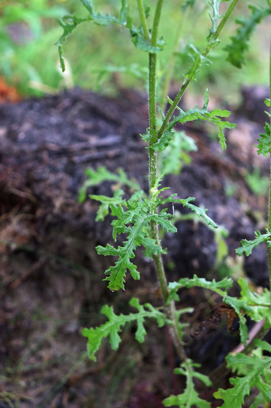 Изображение особи Senecio sylvaticus.