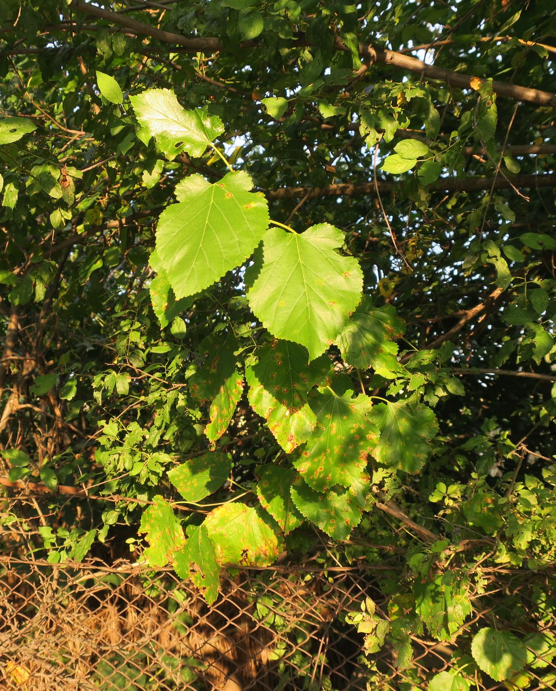 Image of Morus alba specimen.