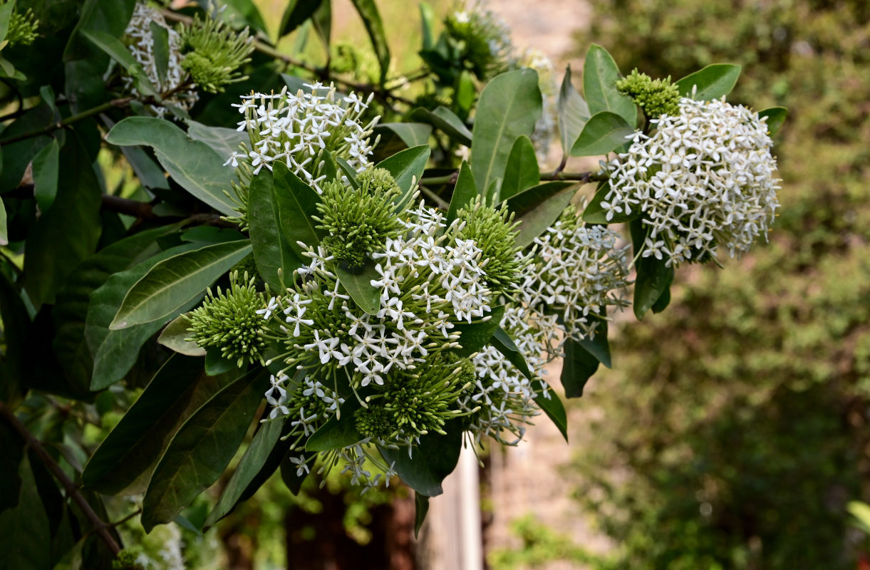 Image of Ixora finlaysoniana specimen.